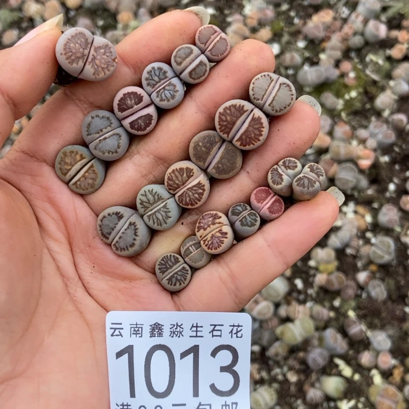 【闪购商品】满***?1013一盒散颗有疤