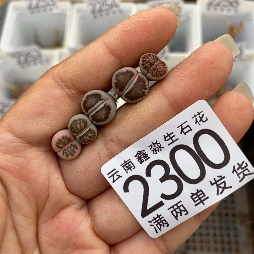 【闪购商品】2300特价菊5颗个头小
