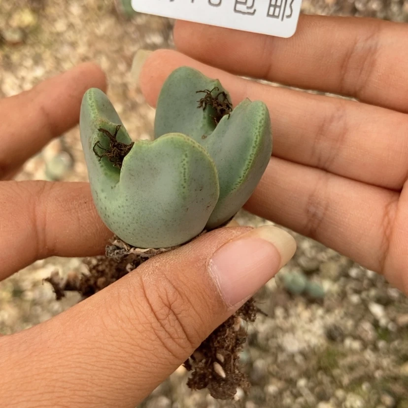 【闪购商品】5096一颗少将