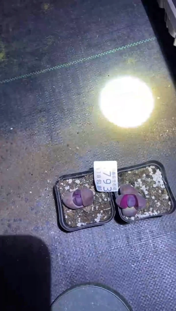 【闪购商品】3793紫帝玉2盒微瑕带盆土