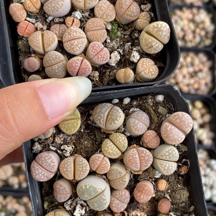 【闪购商品】1756特价两盒茧型玉