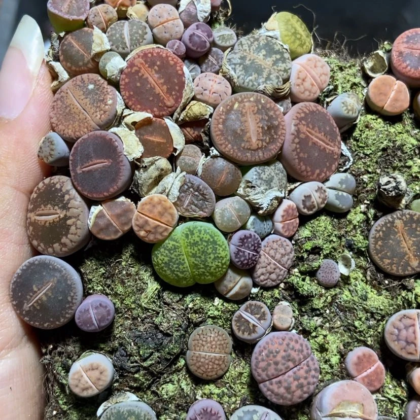【闪购商品】1821混合切糕