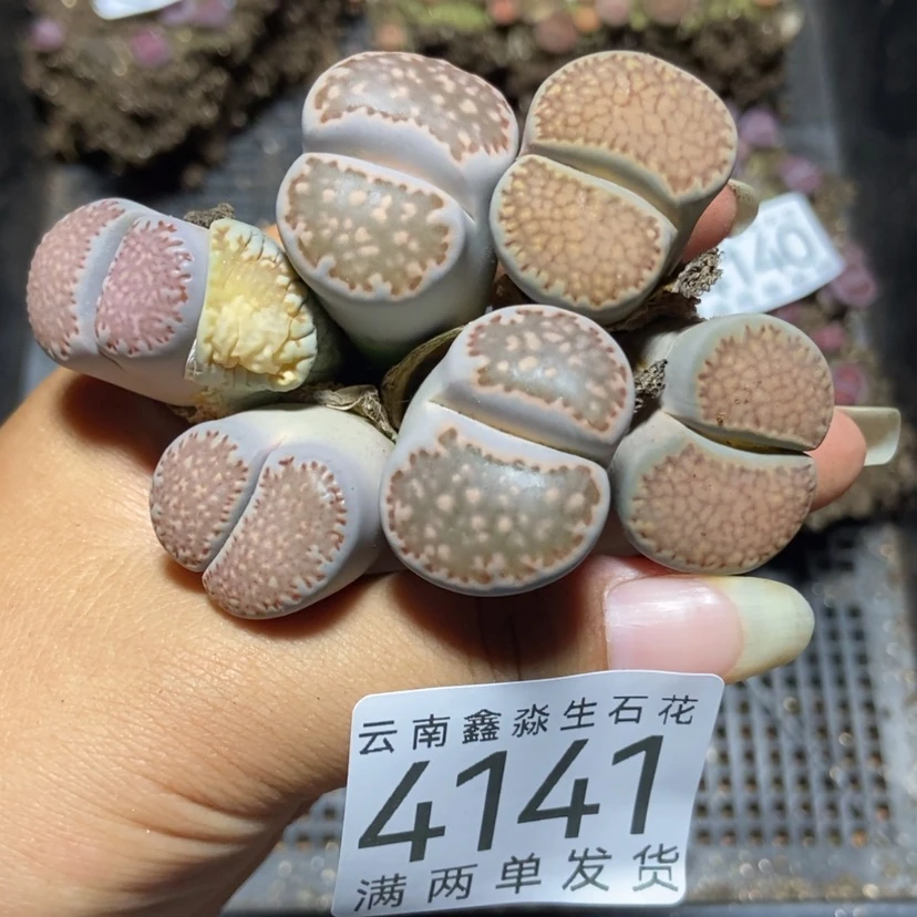 【闪购商品】4141特价3颗