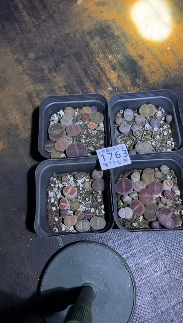 【闪购商品】1763十方混合四盒脱土发货有疤瑕疵