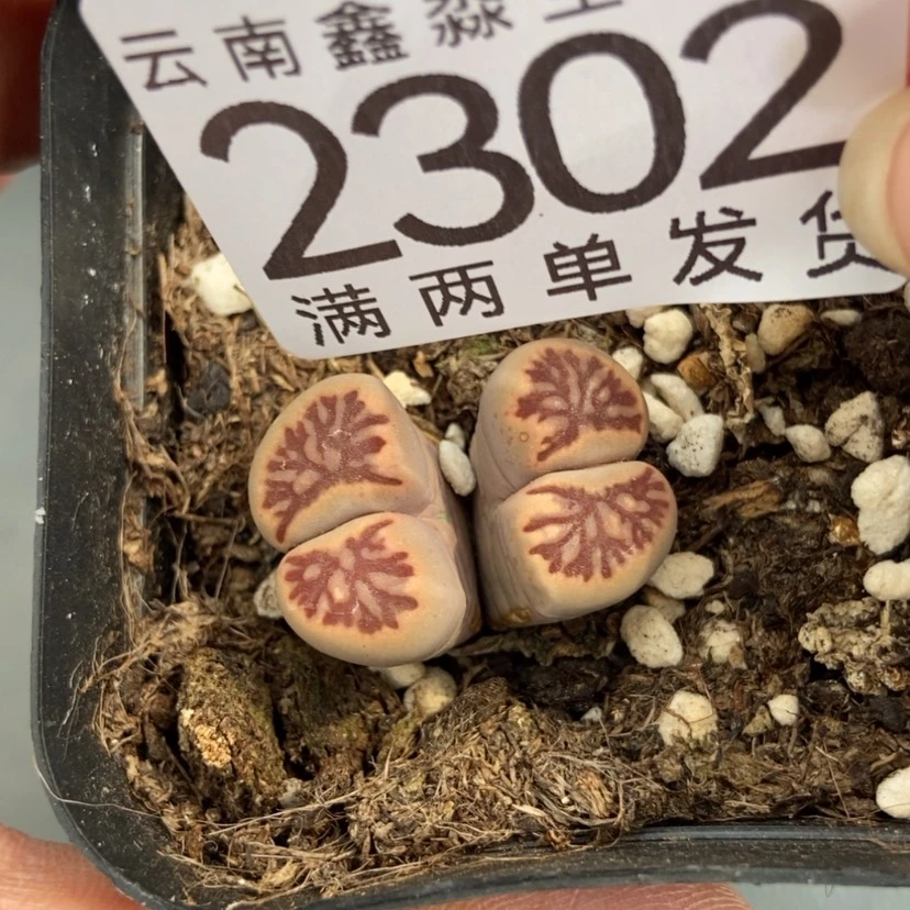 【闪购商品】2302一盒菊