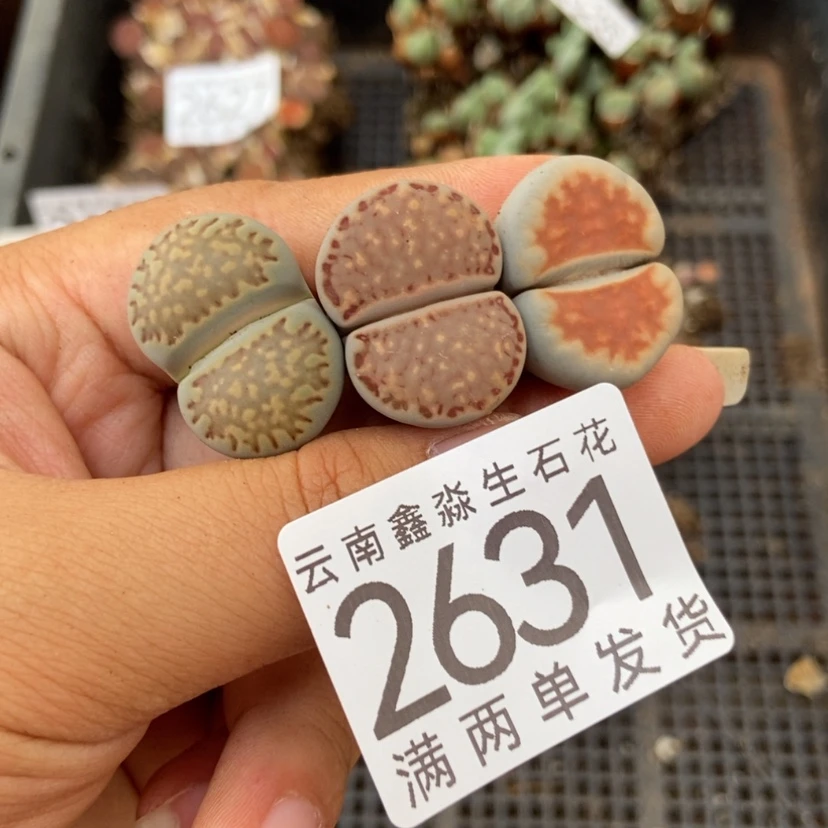 【闪购商品】2631特价3颗