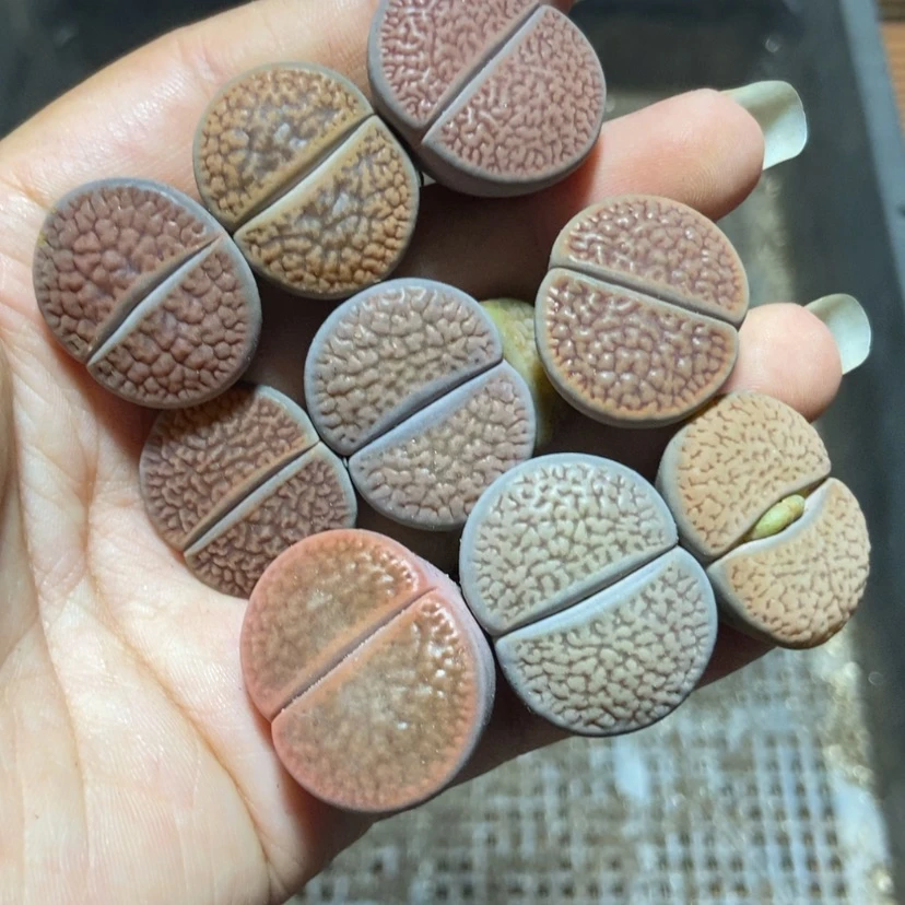 【闪购商品】4397特价富贵9颗