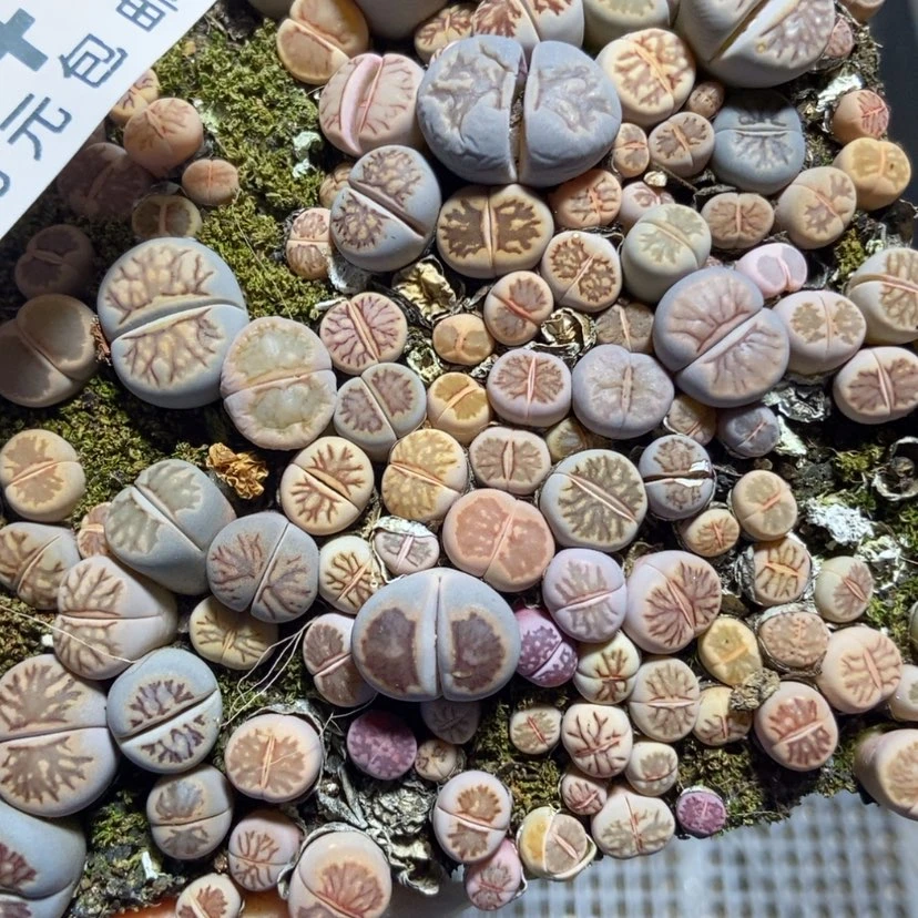 【闪购商品】64菊切糕