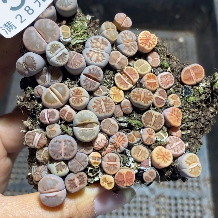 【闪购商品】50菊切糕