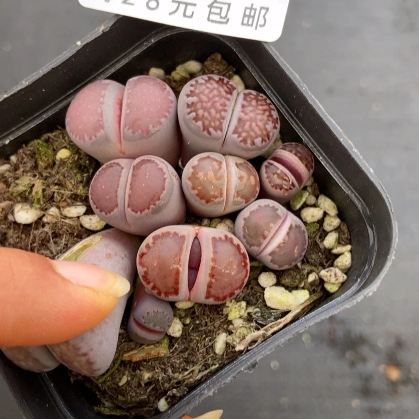 【闪购商品】830一盒长腿