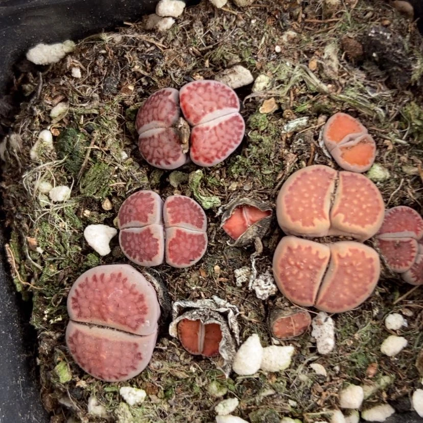 【闪购商品】6063特价紫混脱土有疤长腿个头小