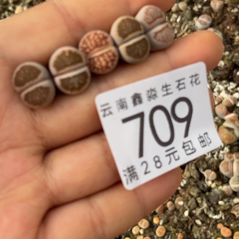 【闪购商品】709五颗