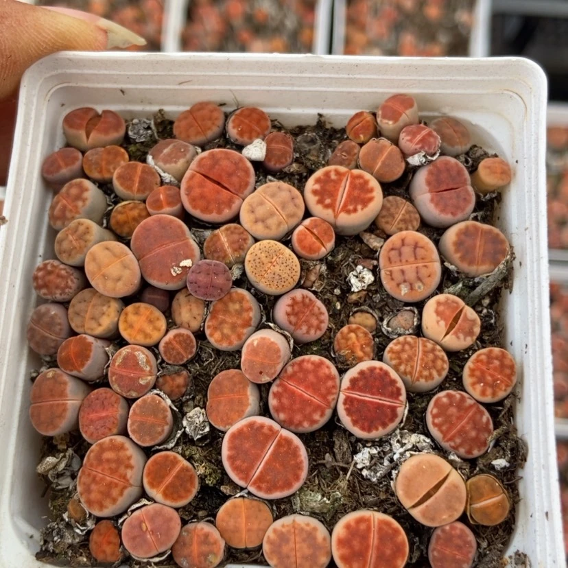 【闪购商品】5865一盒红窗