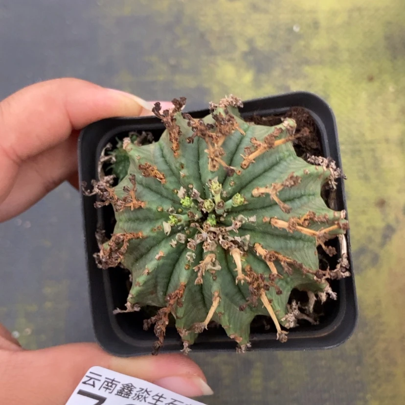 【闪购商品】781一盒贵青玉