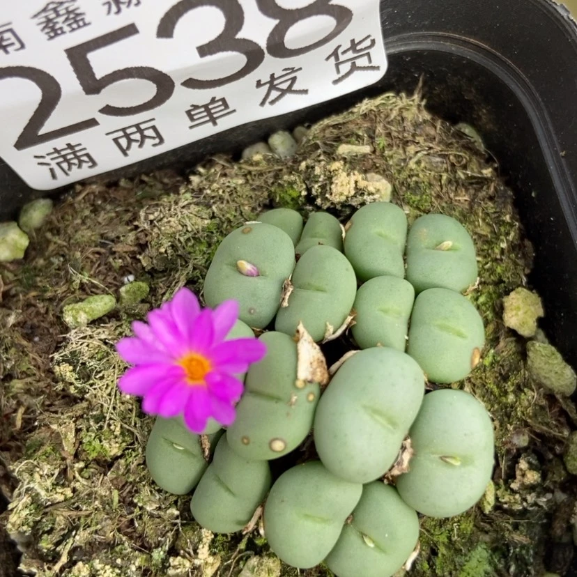 【闪购商品】2538一盒紫花小饼