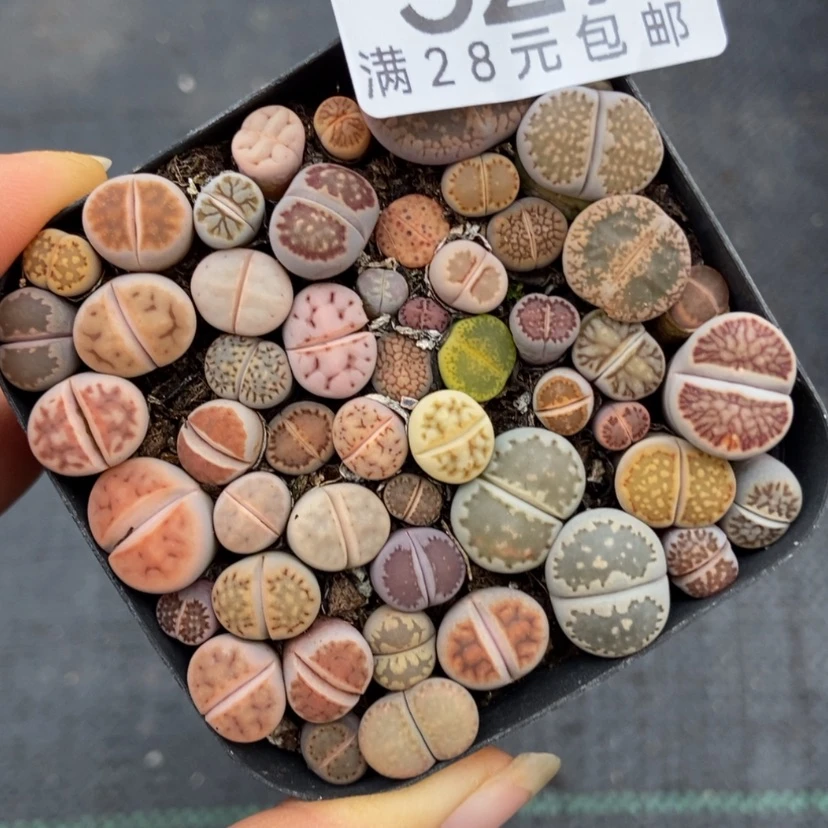 【闪购商品】529一盒