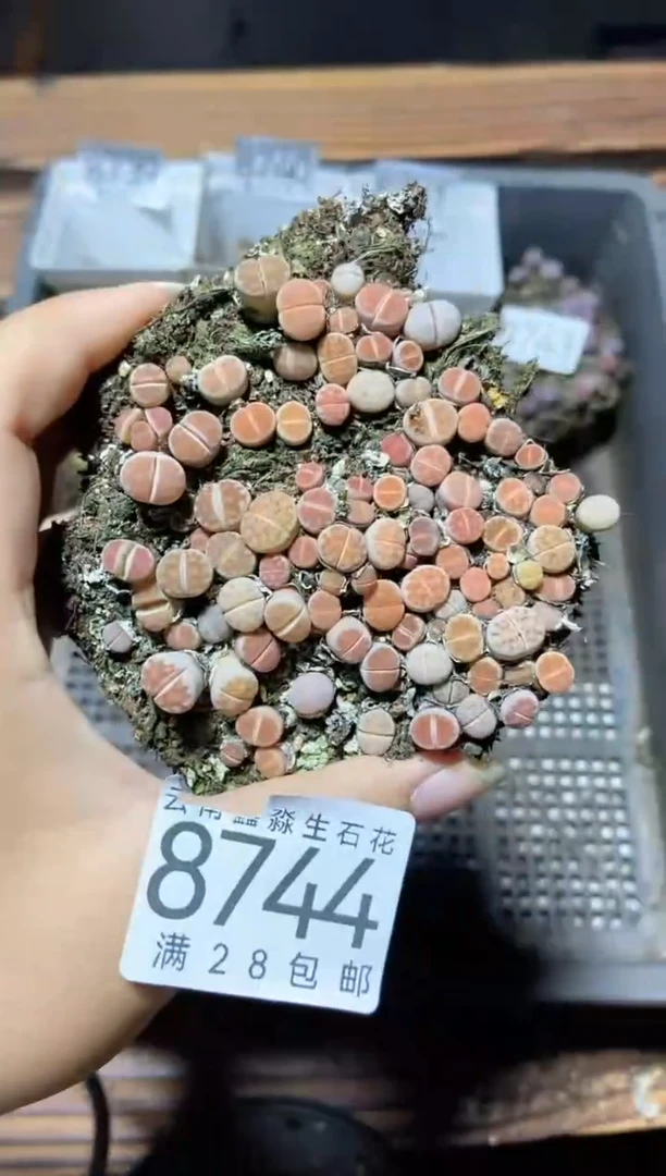 【闪购商品】8744红窗冰橙切糕微瑕