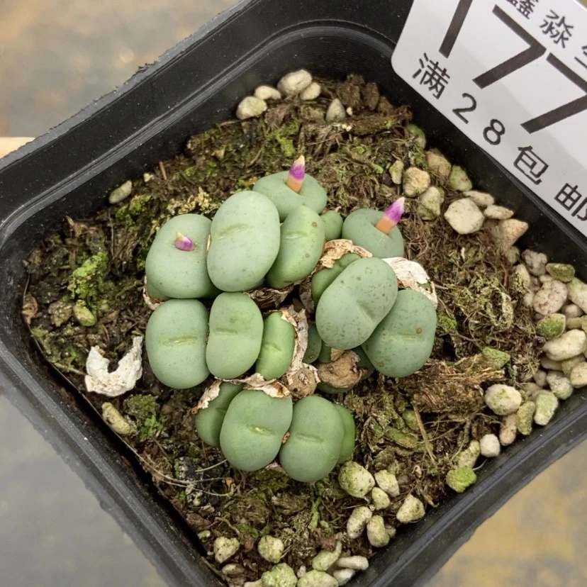 【闪购商品】1771一盒紫花小饼