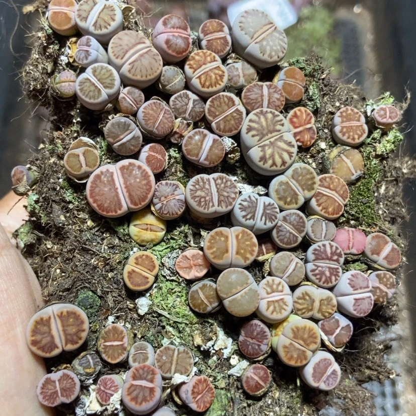 【闪购商品】9713菊切糕