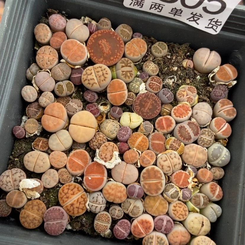 【闪购商品】2305一盒混合