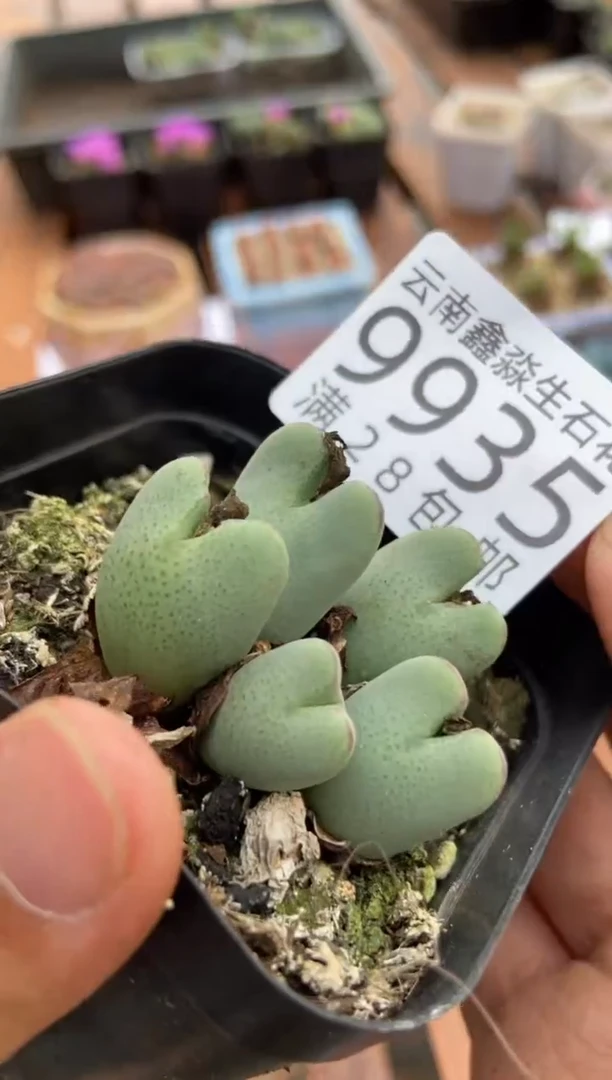 【闪购商品】9935少将一盒