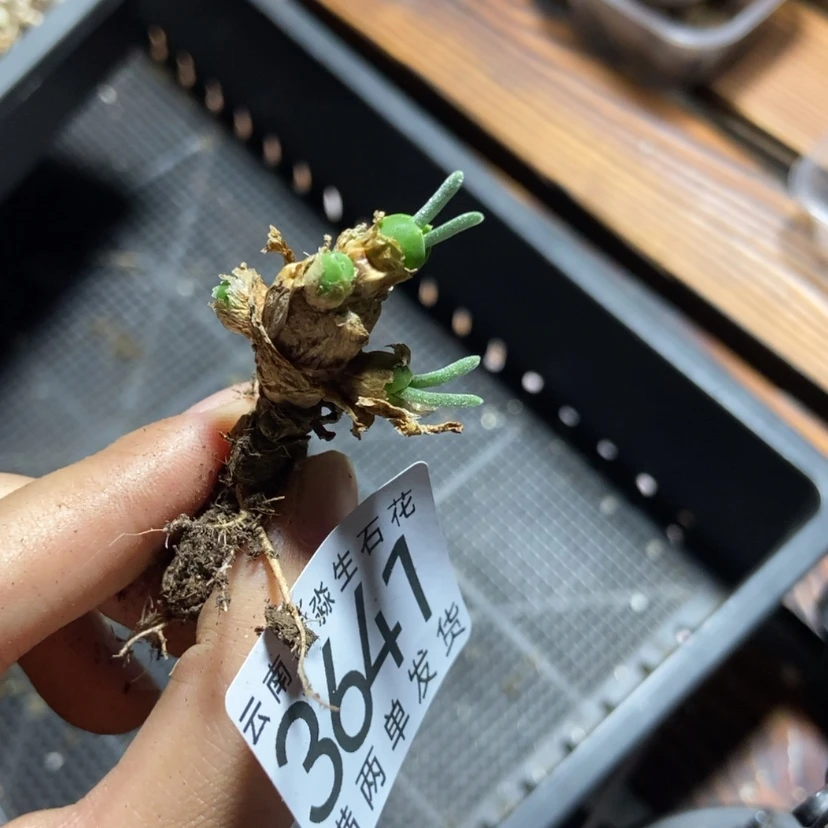 【闪购商品】3647特价 7头兔子群生
