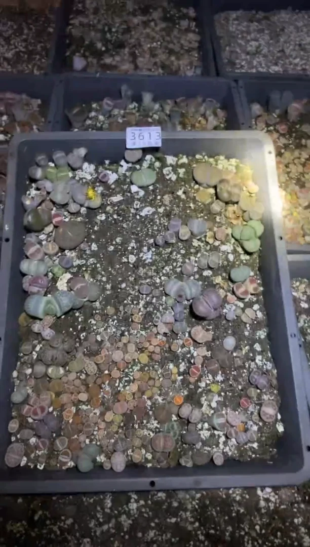 【闪购商品】3613混合一筐带土不带盆有瑕疵长腿