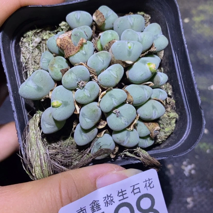 【闪购商品】8128一盒口笛