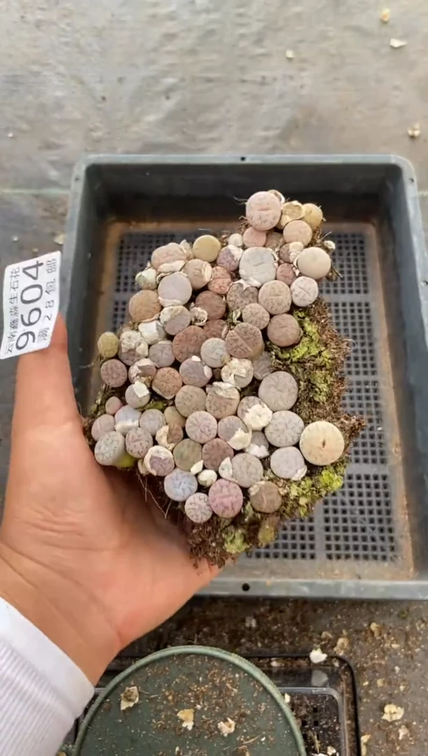 【闪购商品】9604彩色曲玉切糕