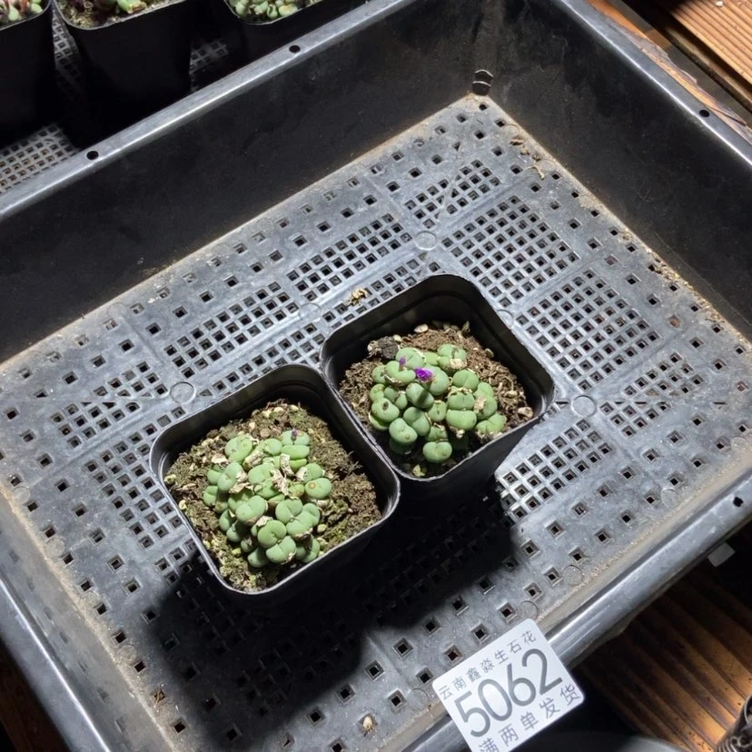 【闪购商品】5062特价1盒红花小锥群量微瑕