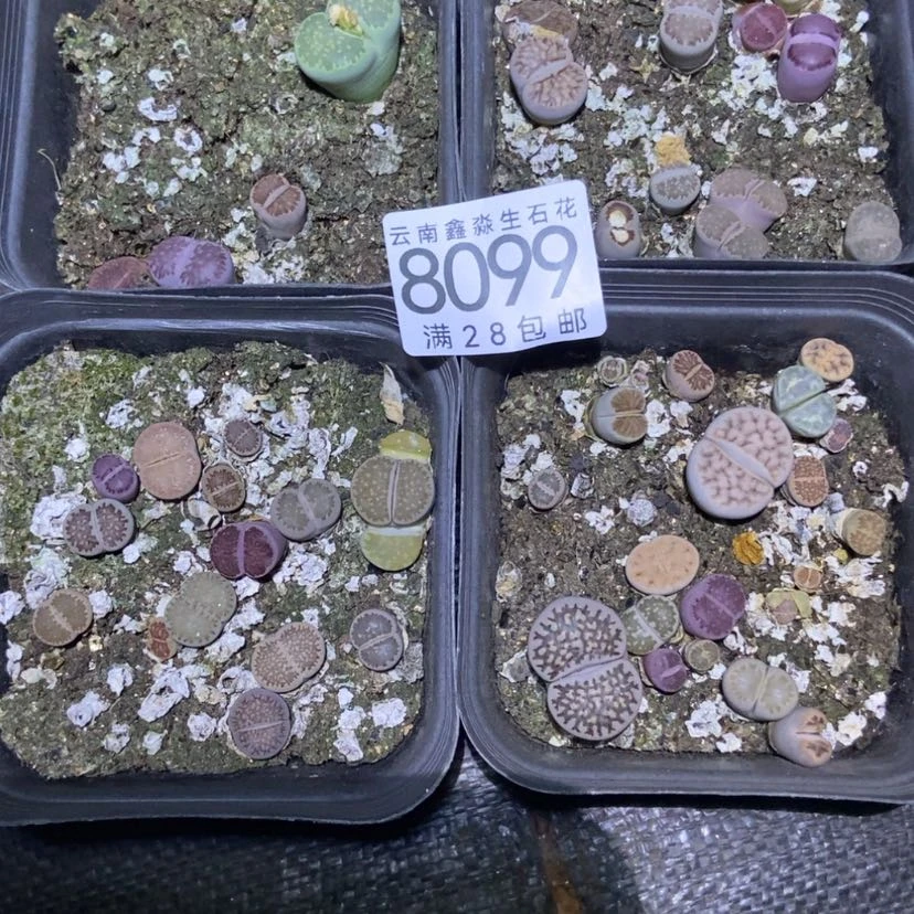 【闪购商品】8099特价混合脱土4盒有疤长腿