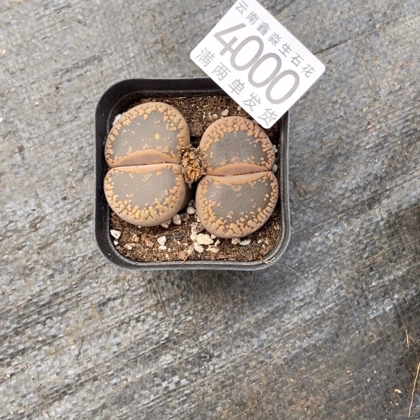 【闪购商品】4000特价1盒6厘米巨无霸