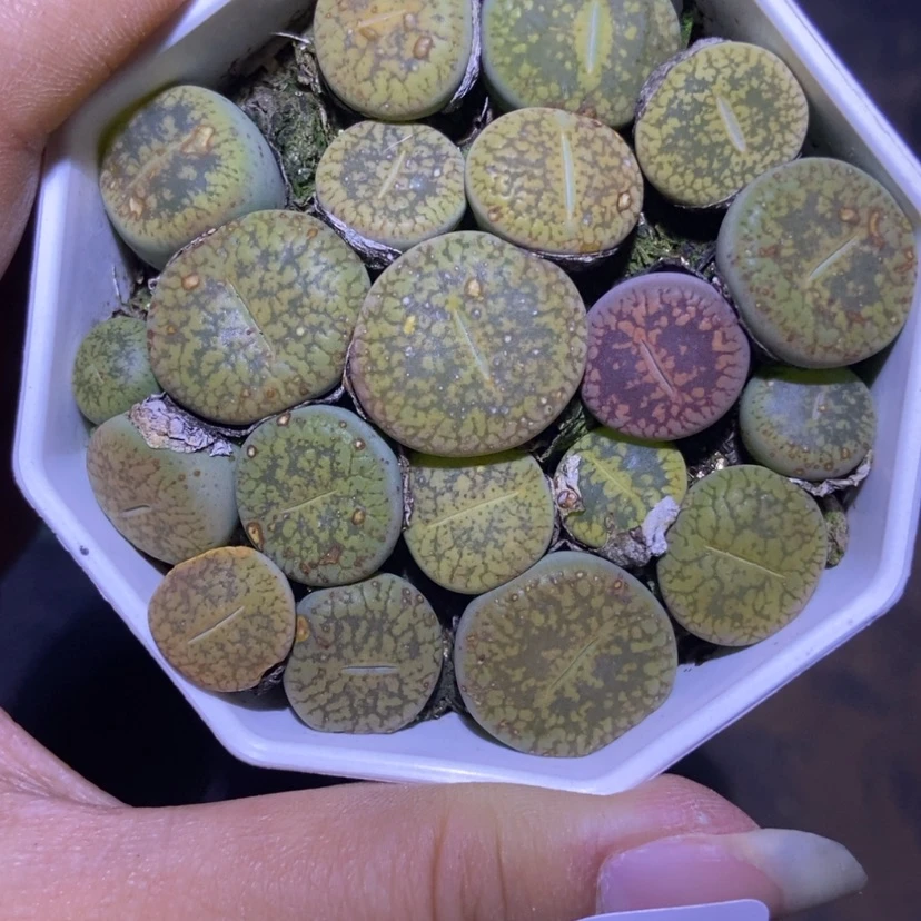 【闪购商品】1893一盒黄日轮
