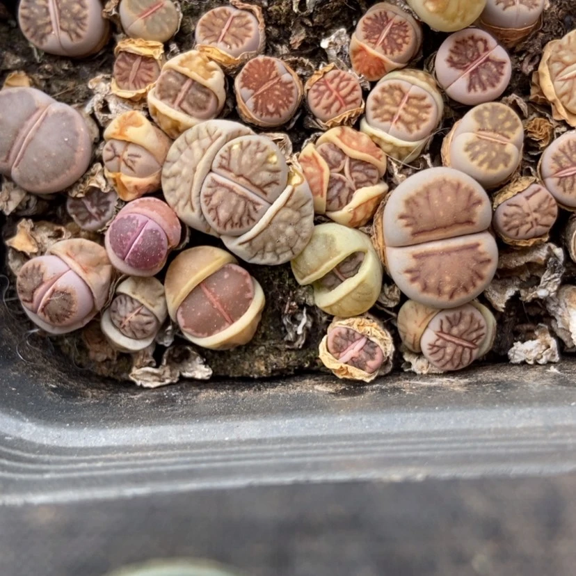 【闪购商品】2262特价菊两盒