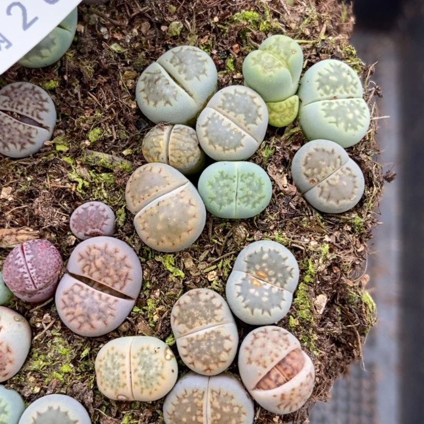 【闪购商品】459绿福来切糕