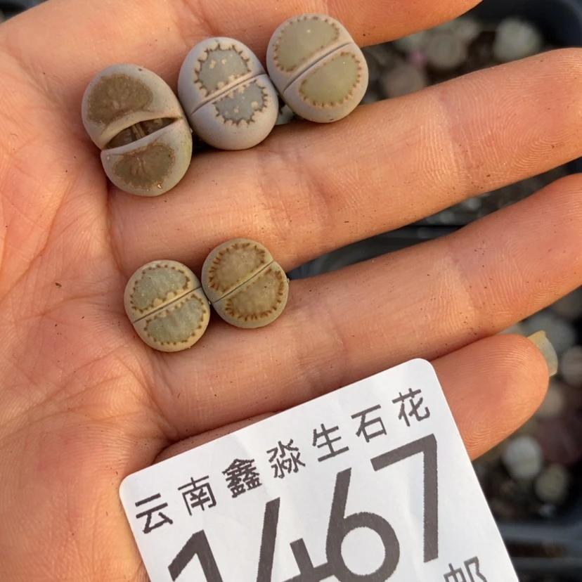 【闪购商品】麦**糖1467五颗