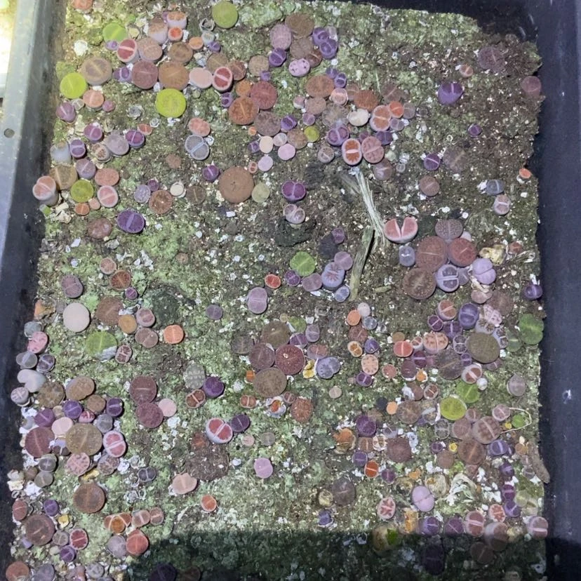 【闪购商品】7871特价混合只带土有疤