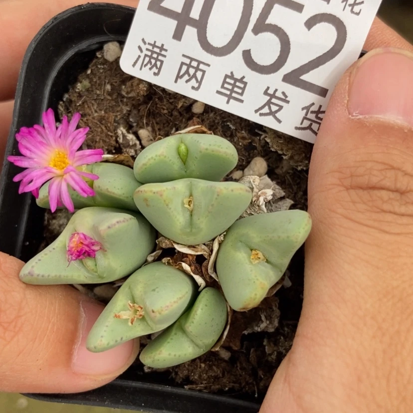 【闪购商品】4052少将7头群