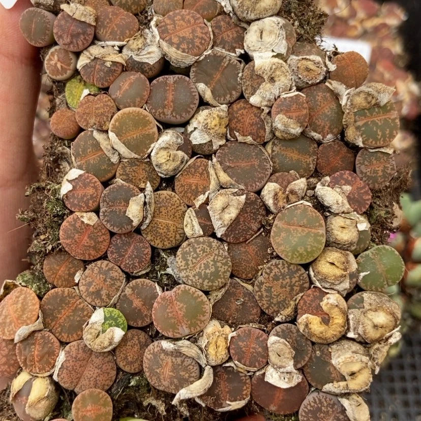 【闪购商品】2626紫熏切糕