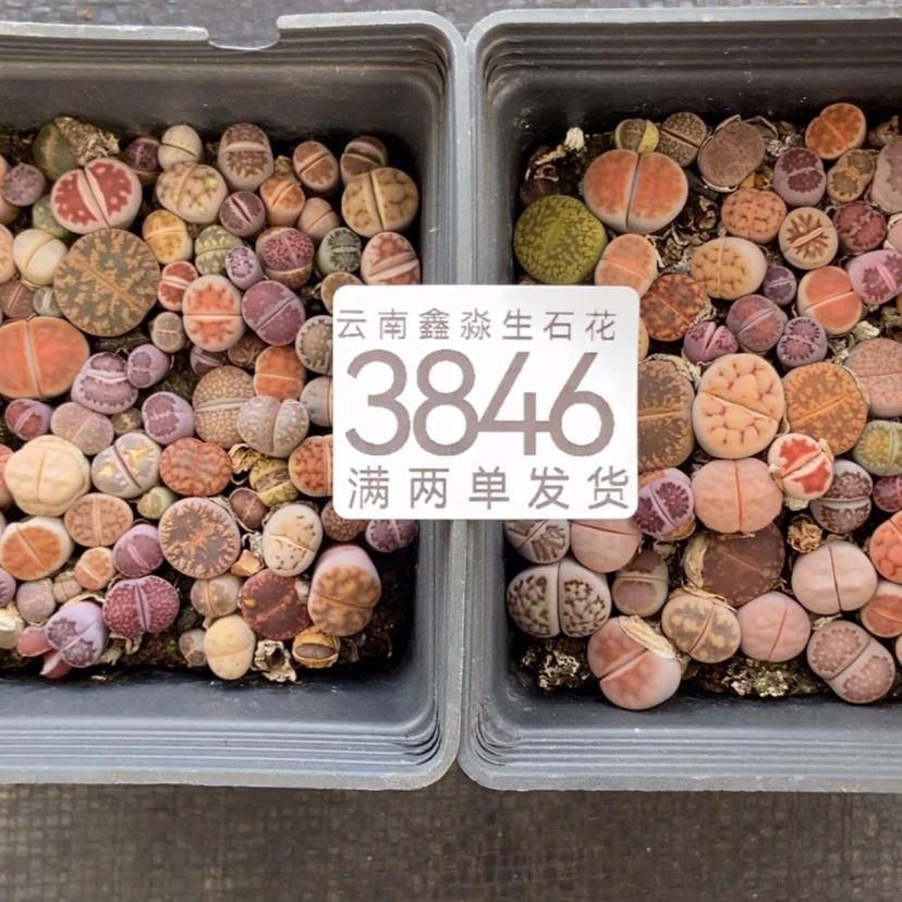 【闪购商品】3846发一盒混合量拍