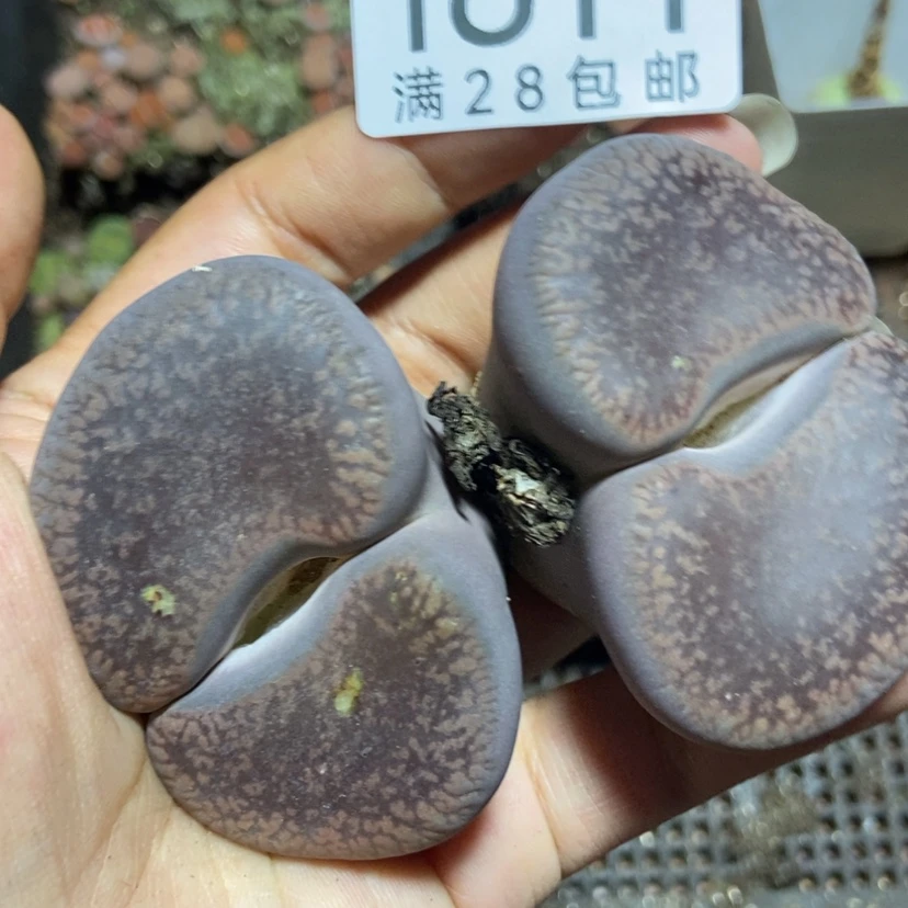 【闪购商品】1811一颗日轮