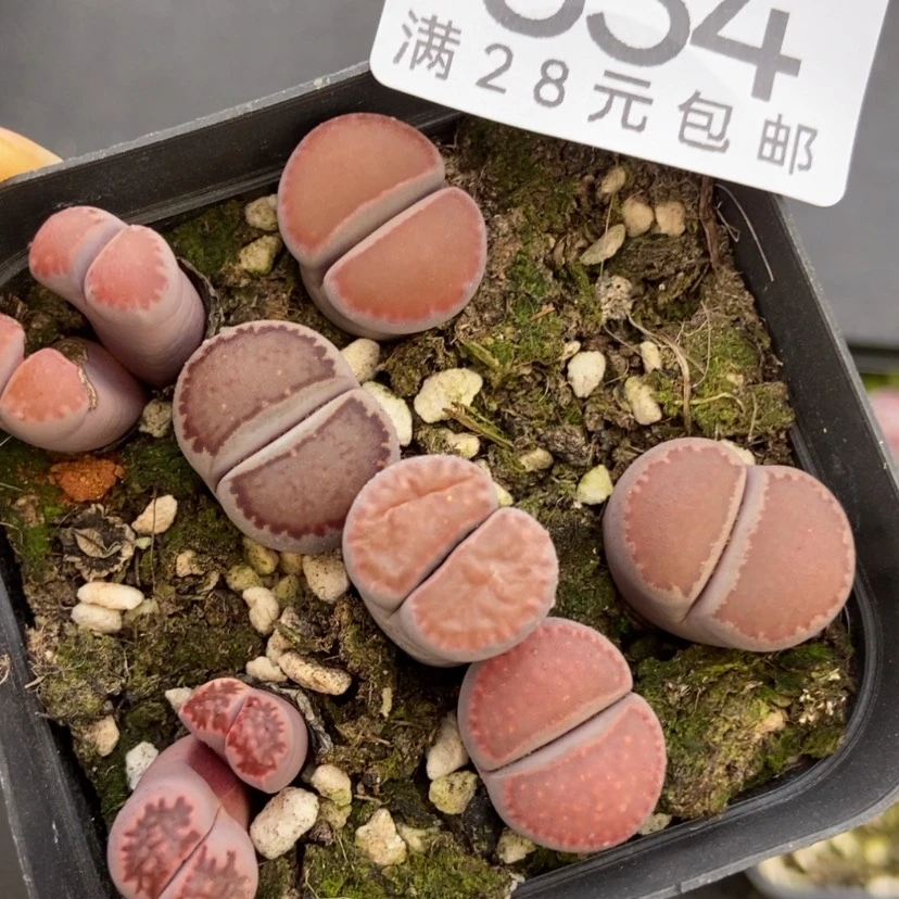 【闪购商品】834一盒有疤长腿