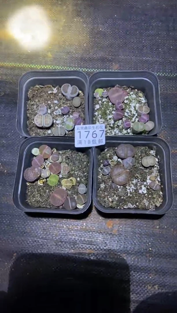 【闪购商品】1767十方混合四盒脱土发货有疤瑕疵