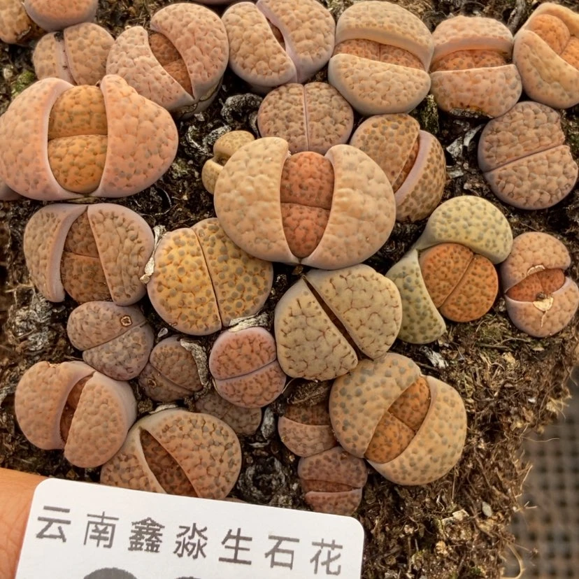 【闪购商品】909微纹切糕