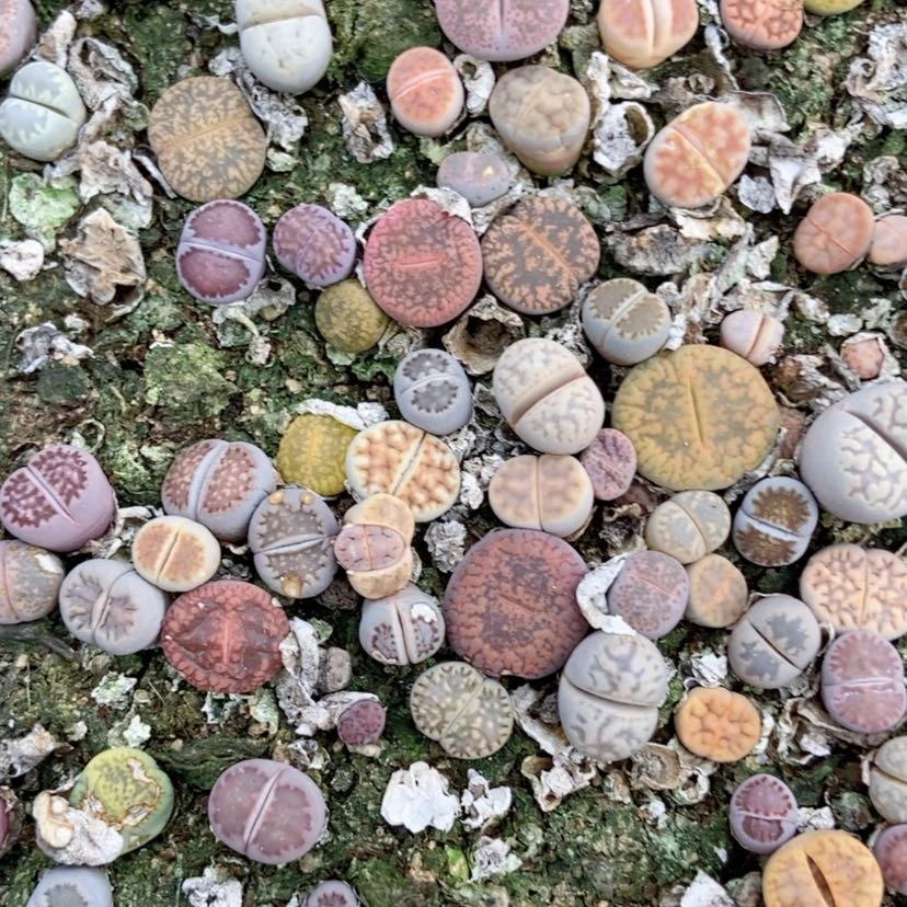 【闪购商品】552特价混合只带土有疤个头小