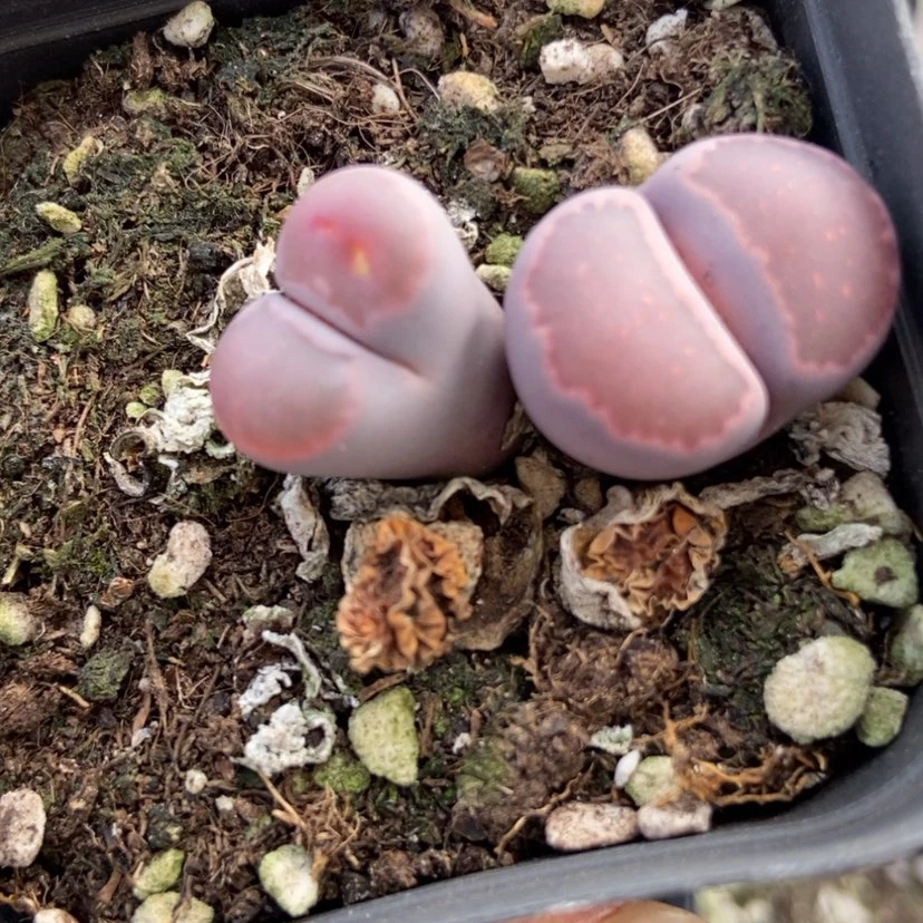 【闪购商品】5822特价紫混脱土有疤长腿个头小