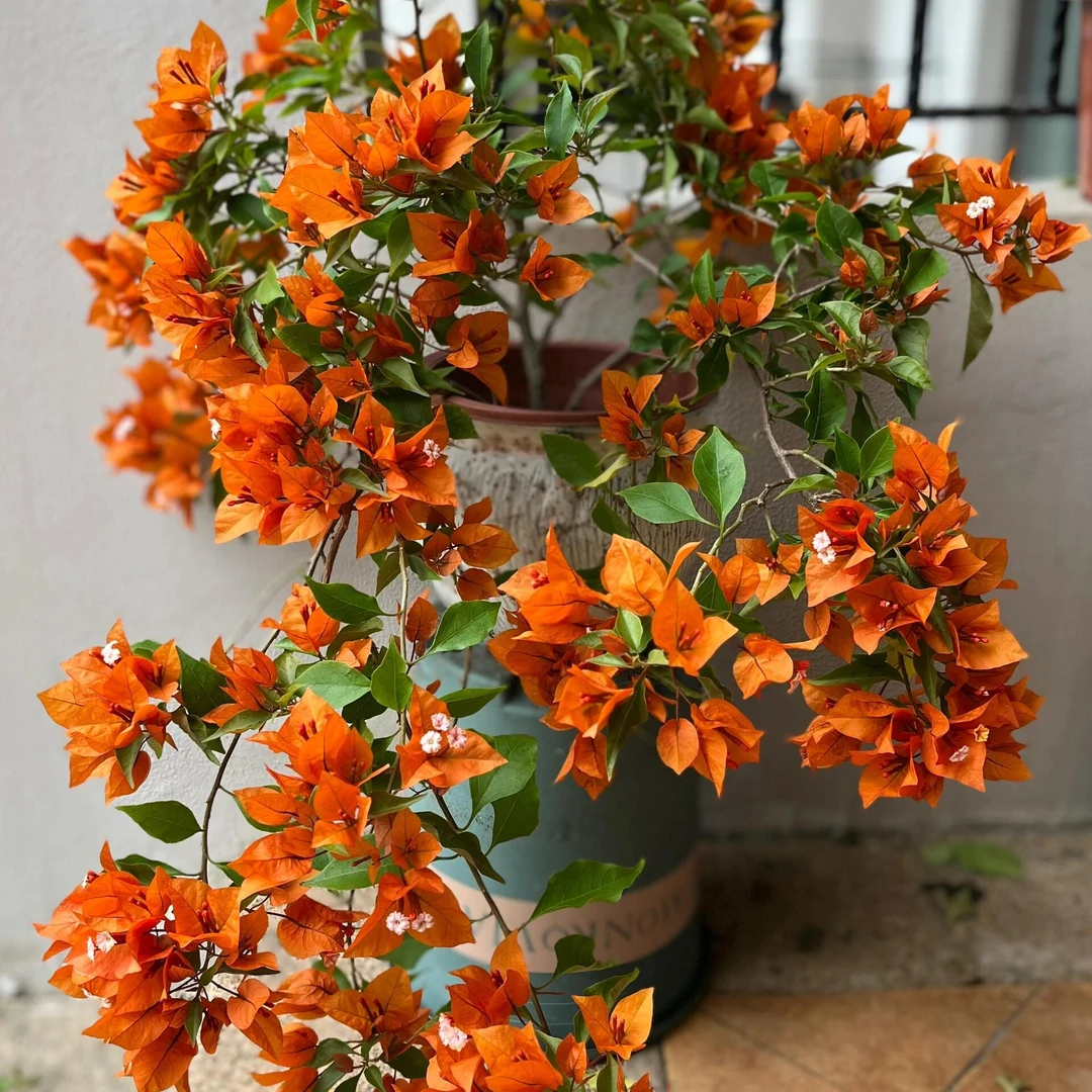 【橙桑巴】漳州三角梅/花量大/活宝石爱马仕橙勤花三角梅庭院阳台