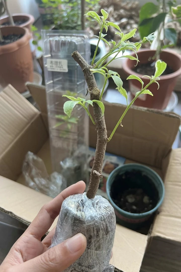 福袋领三角梅品种袋苗不带花