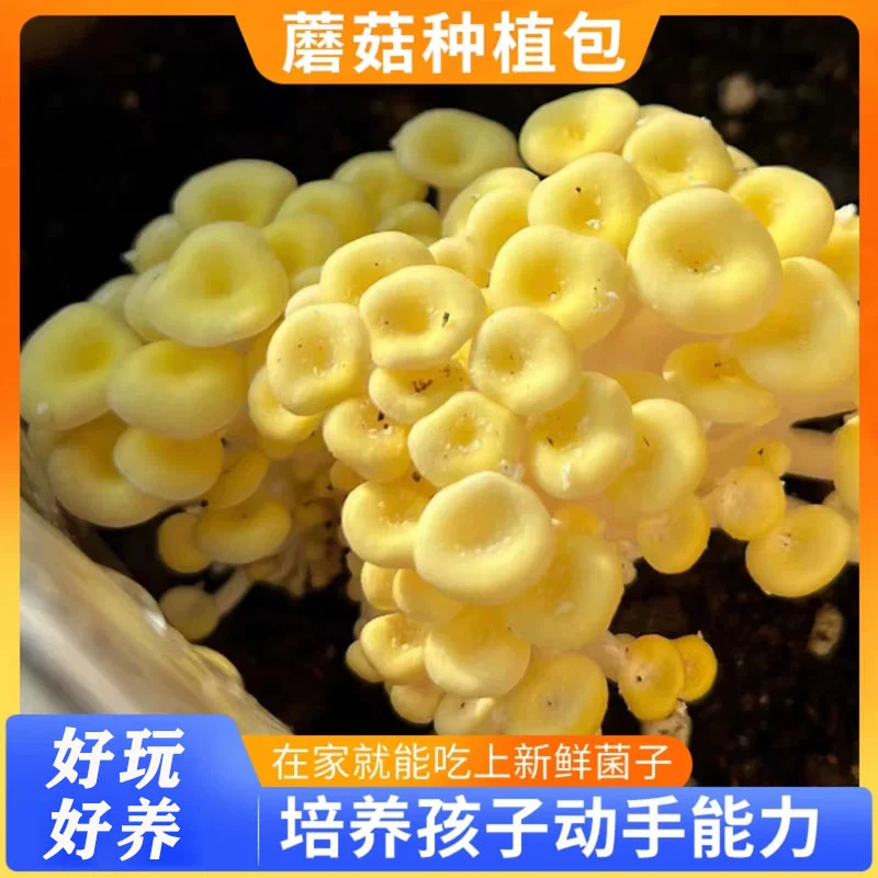 【抢！12.9元3包】榆黄菇平菇种植蘑菇菌包趣味阳台新鲜菌棒盆栽