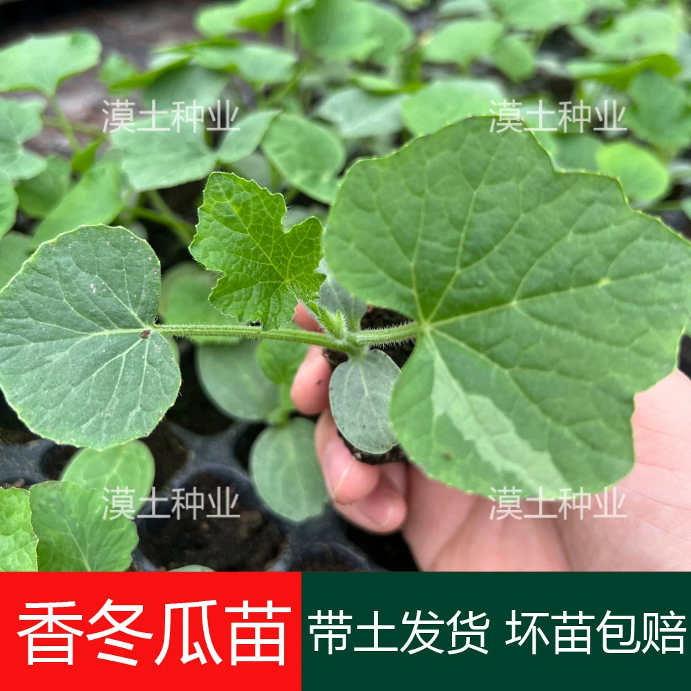 玲珑香冬瓜秧苗香芋味小冬瓜苗广东迷你冬瓜种苗大田阳台蔬菜苗